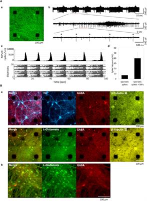 Impact of Sleep–Wake-Associated Neuromodulators and Repetitive Low-Frequency Stimulation on Human iPSC-Derived Neurons